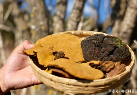 桑树上的“黄金”堪比灵芝，树苗1元却没人种植，究竟是为啥？（桑树桑黄都有金边吗）